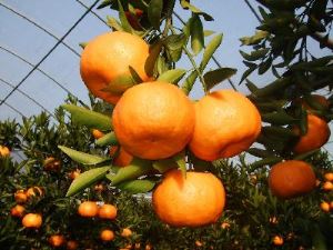 Naturlig söt konserverad 3 kg Tangerine Orange Sacs